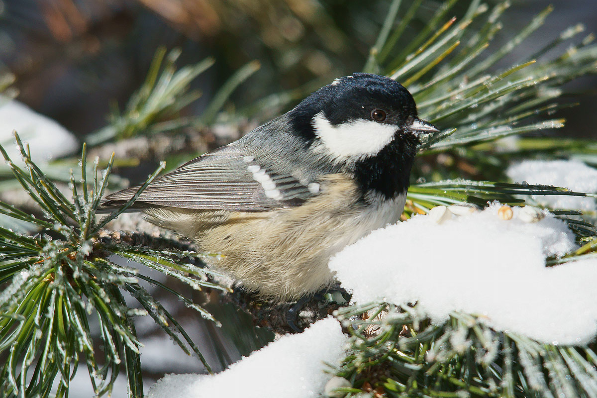 Coal Tit