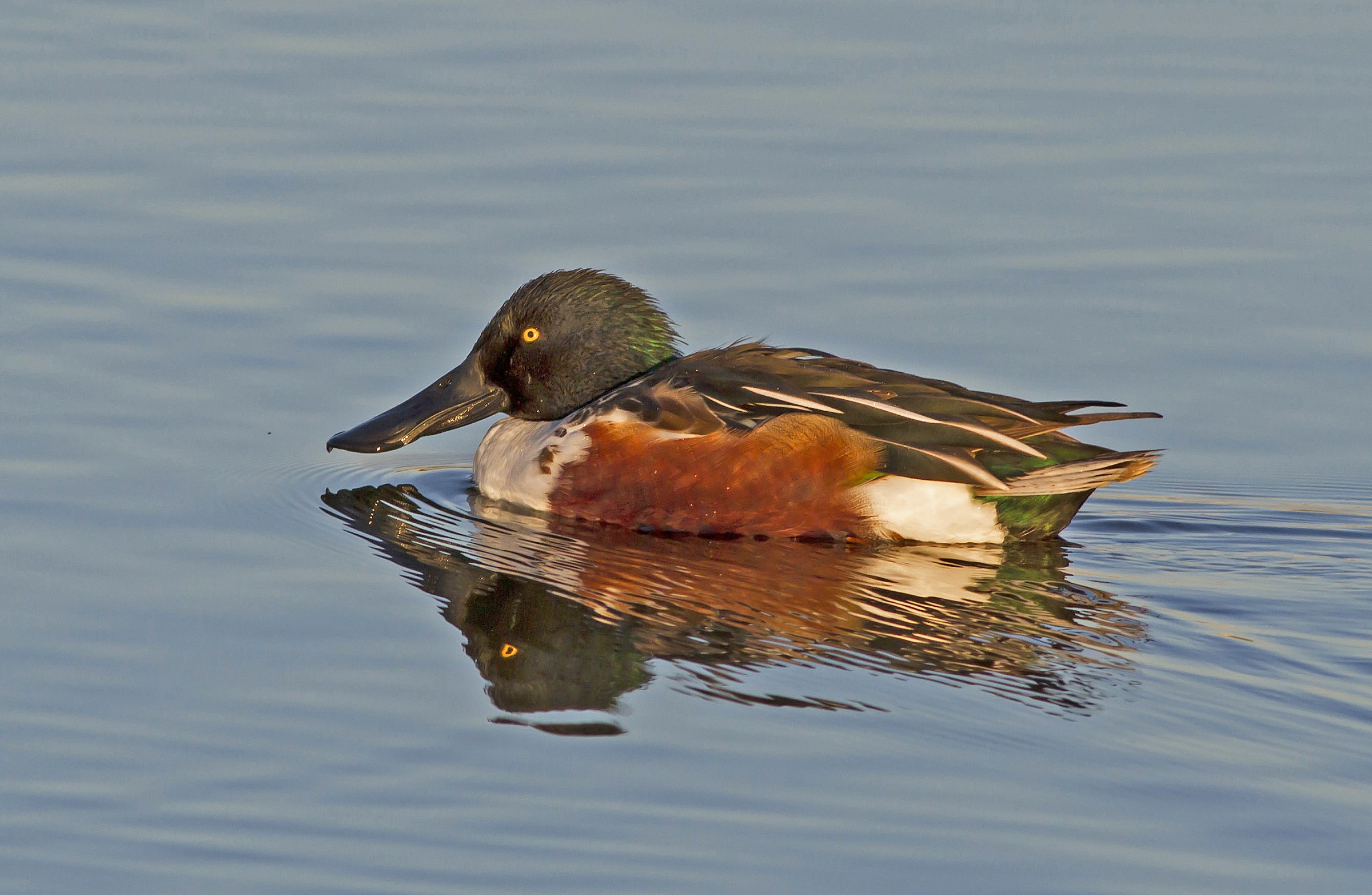 shoveler