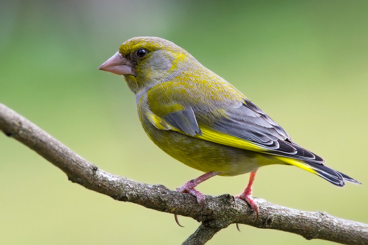greenfinch