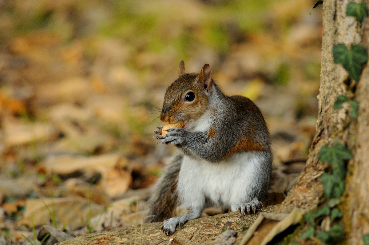 Squirrel in the park