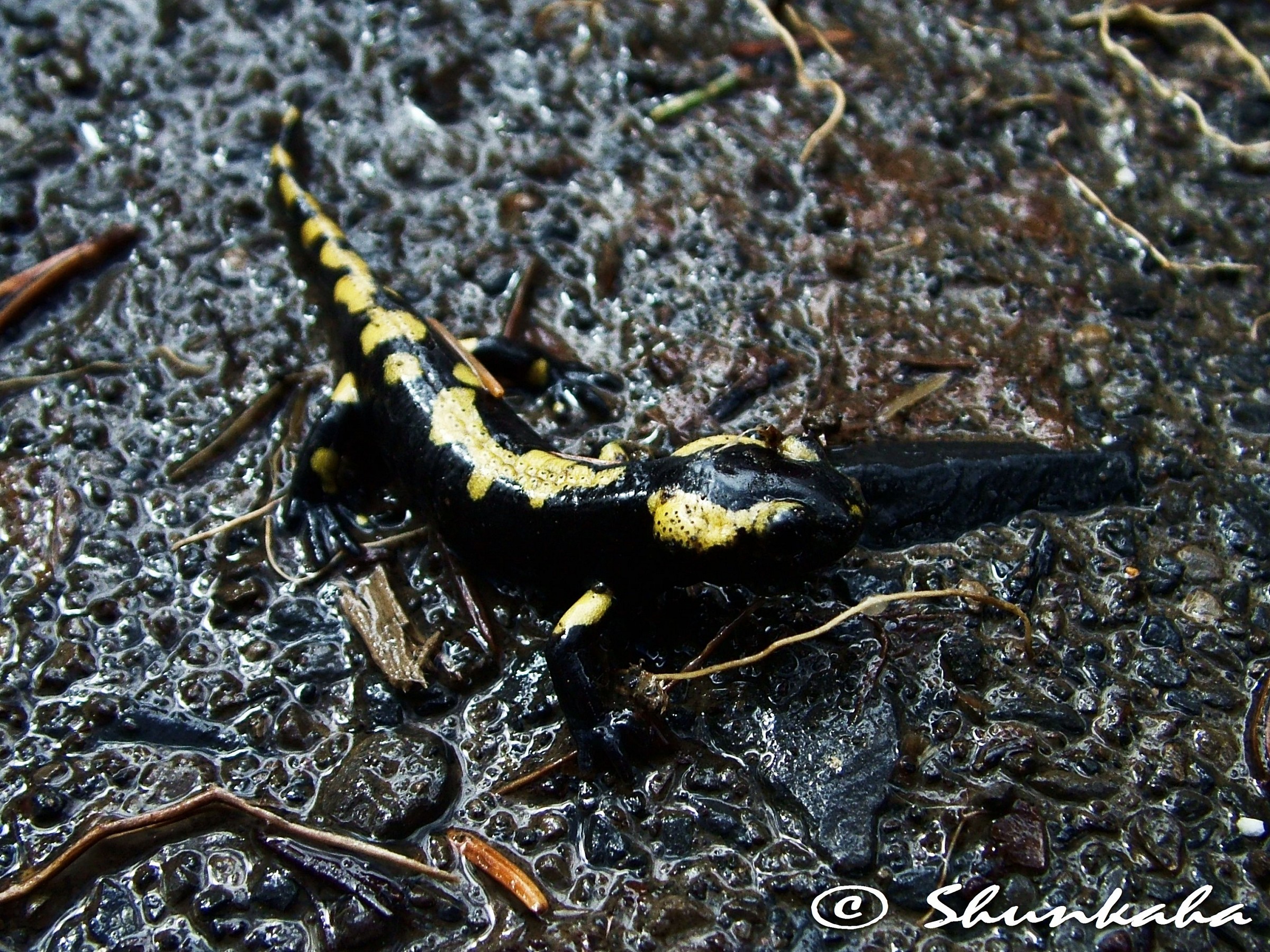 Salamandra pezzata (salamandra salamandra)