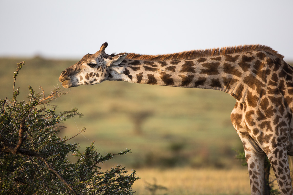 Perfettamente orizzontale