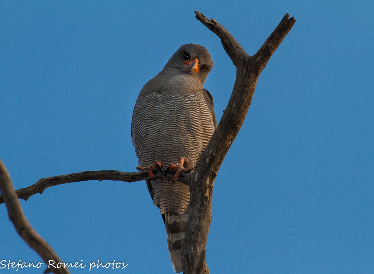 mi sento osservato...
