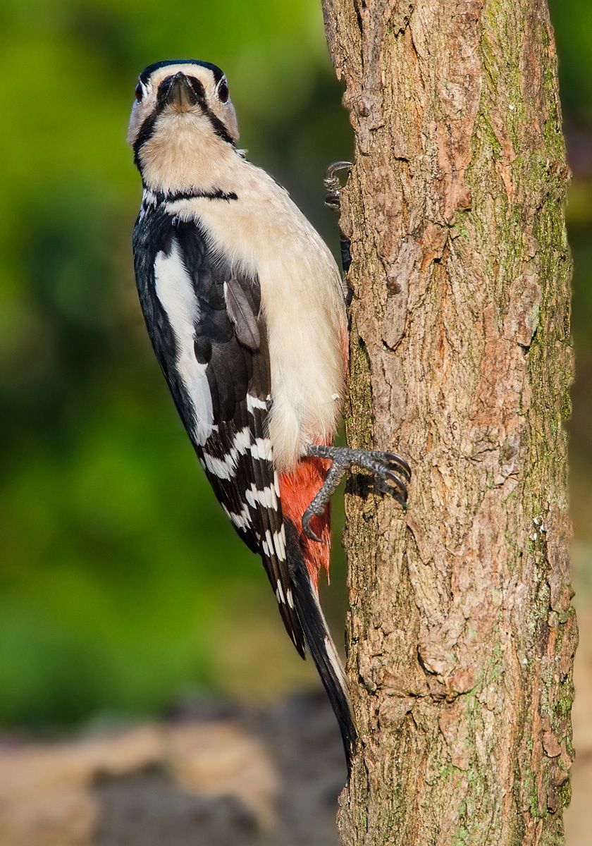 picchio rosso maggiore