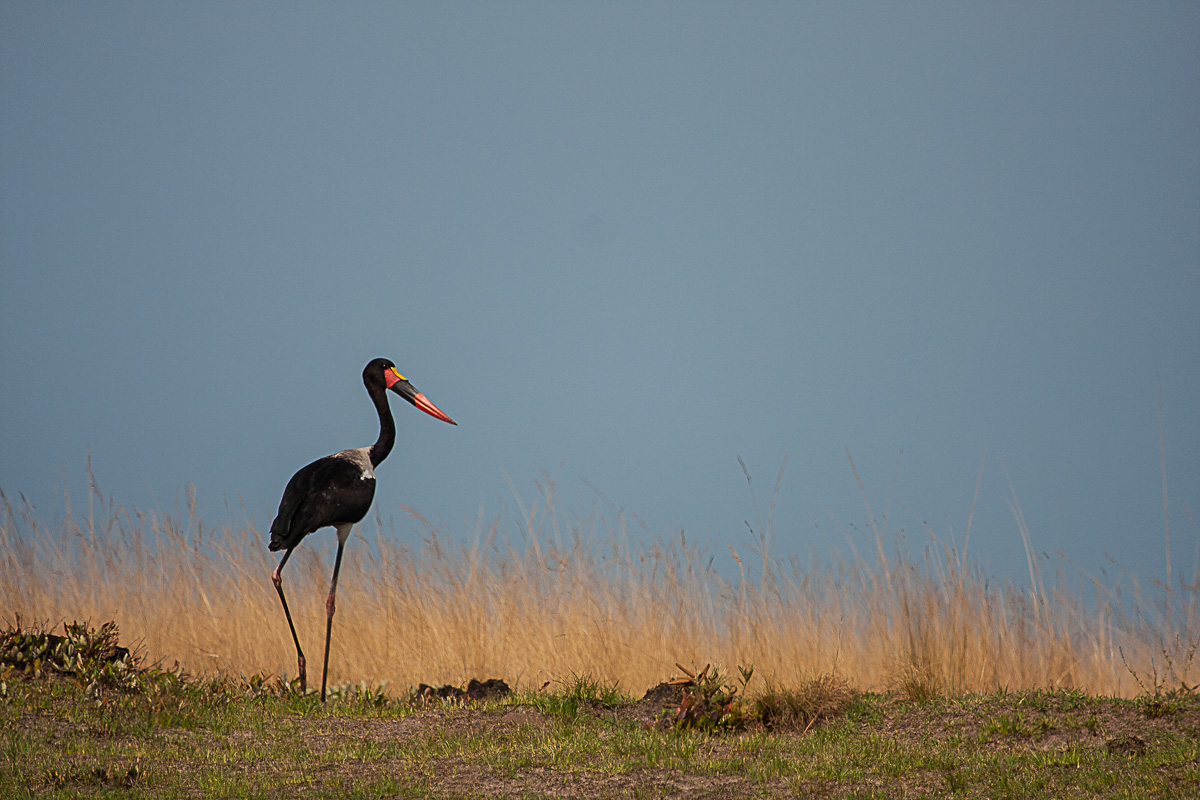 Saddle-billed stork - Liuwa Plain n.p. - Zambia