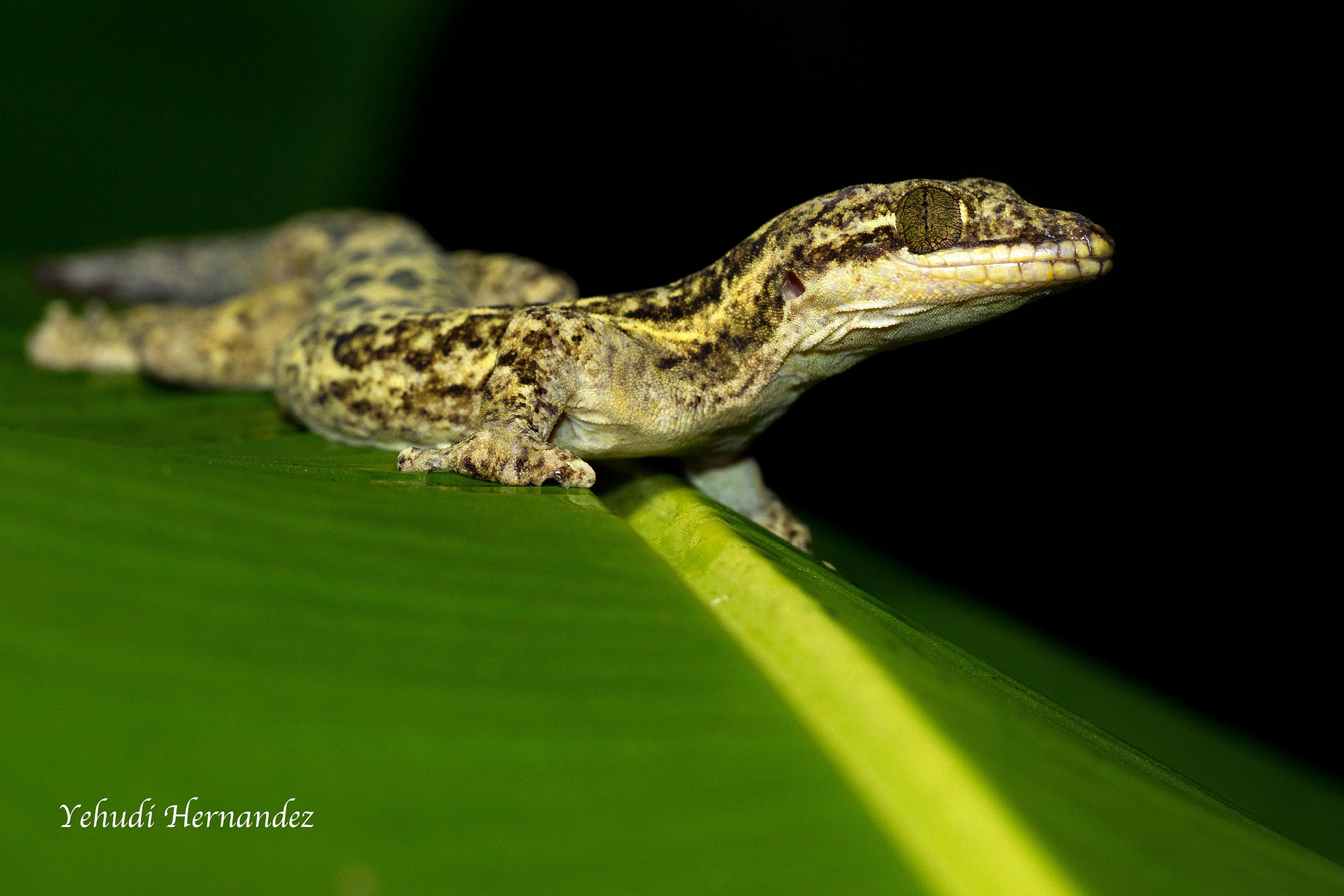 Gecko (Thecadactylus rapicauda)