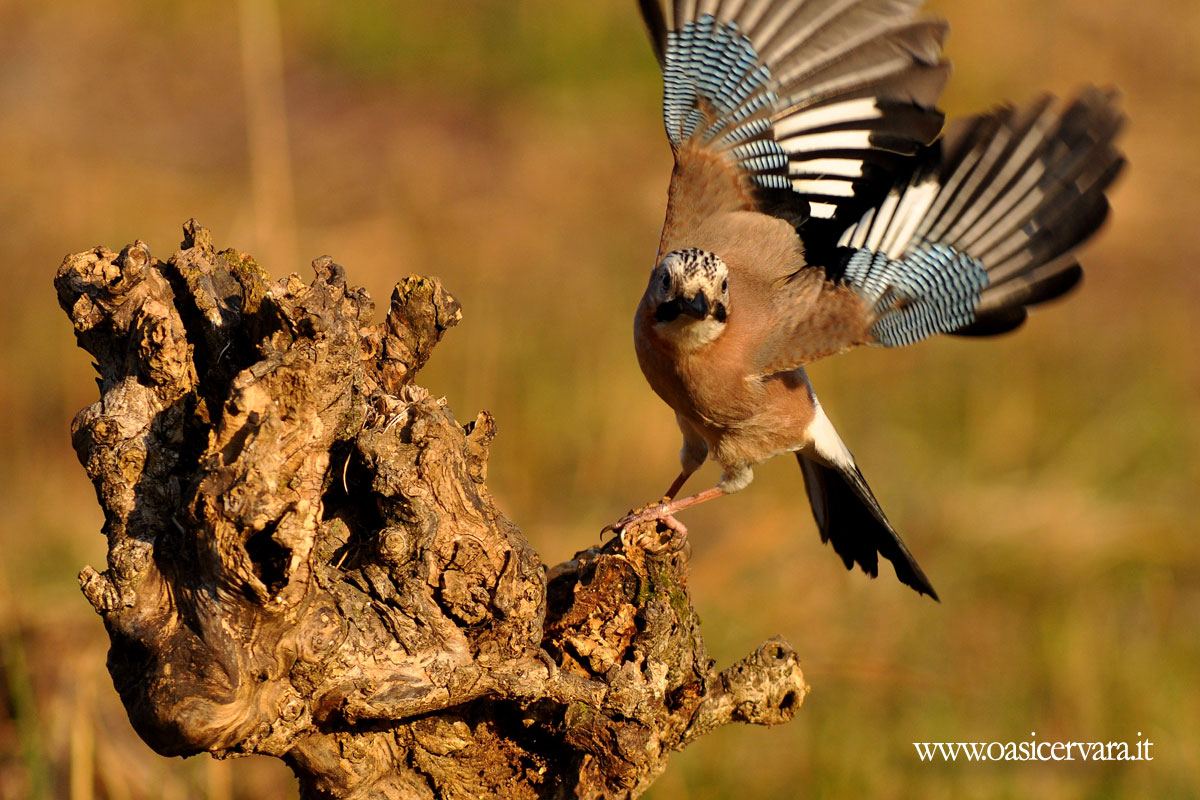 Ghiandaia al posatoio