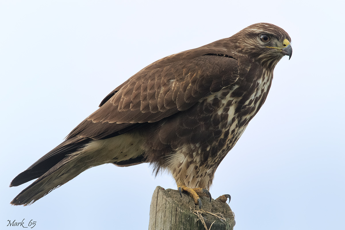 Buteo buteo