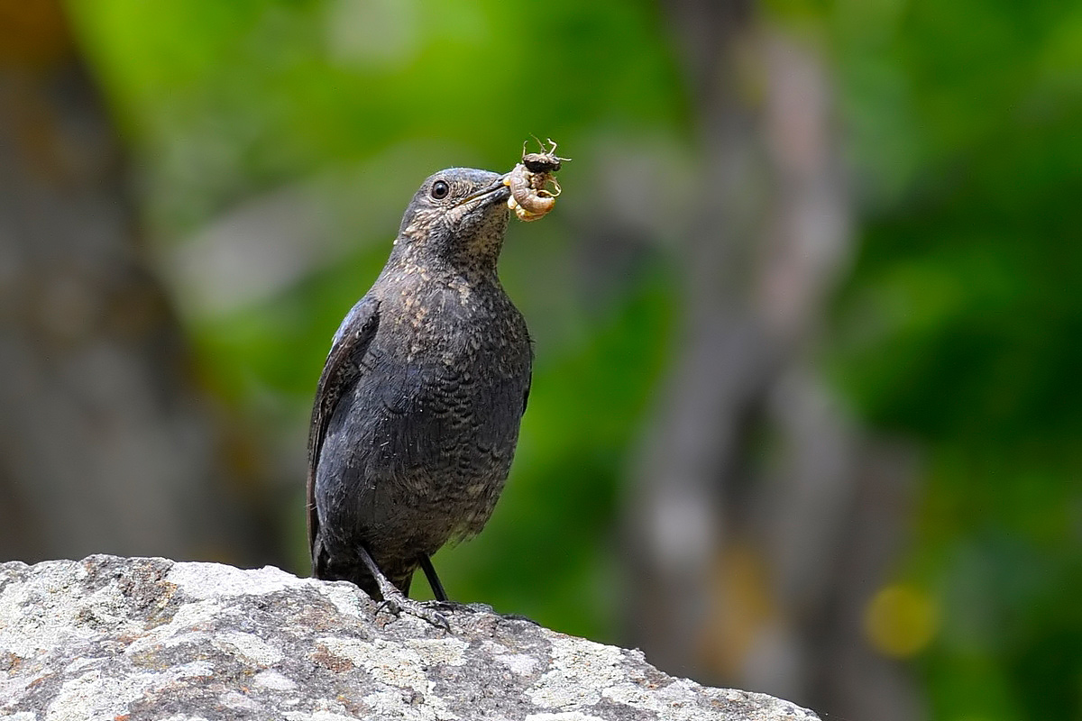 Blue Rock Thrush (female).