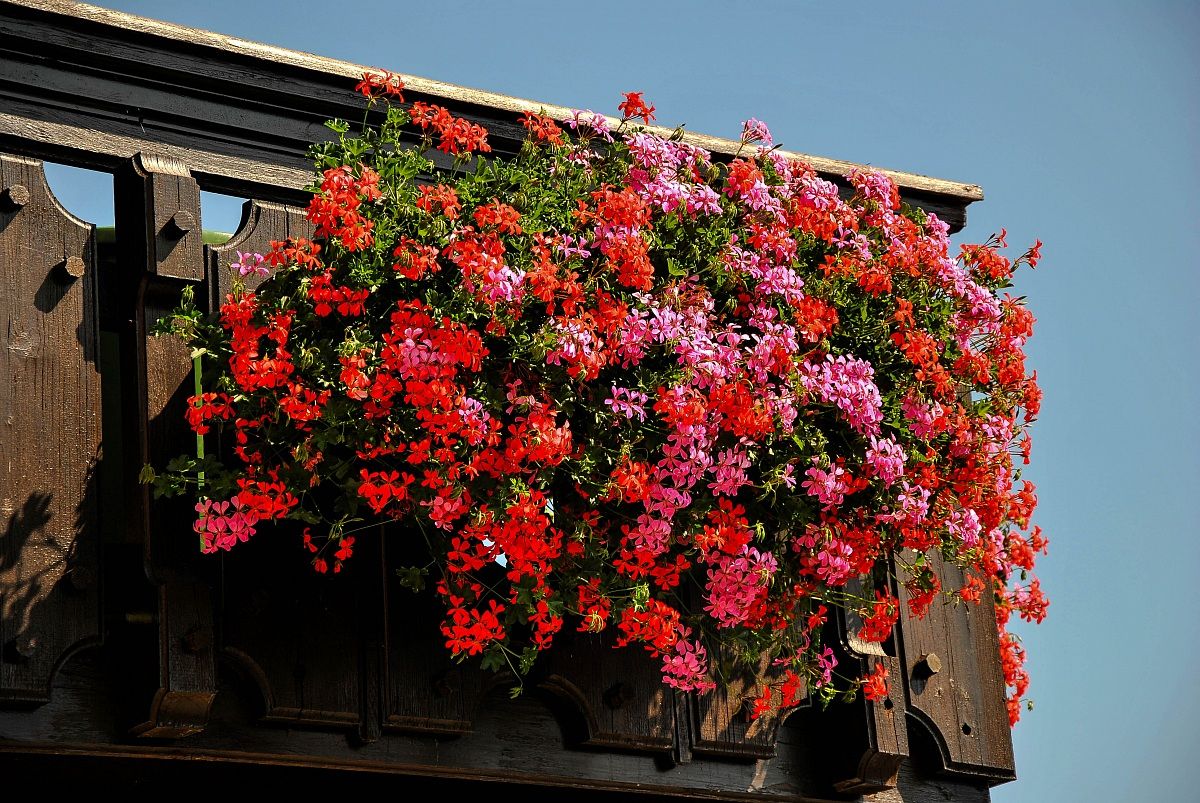 balcone fiorito