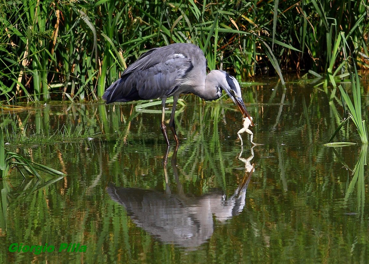heron gives swimming lessons to the frog