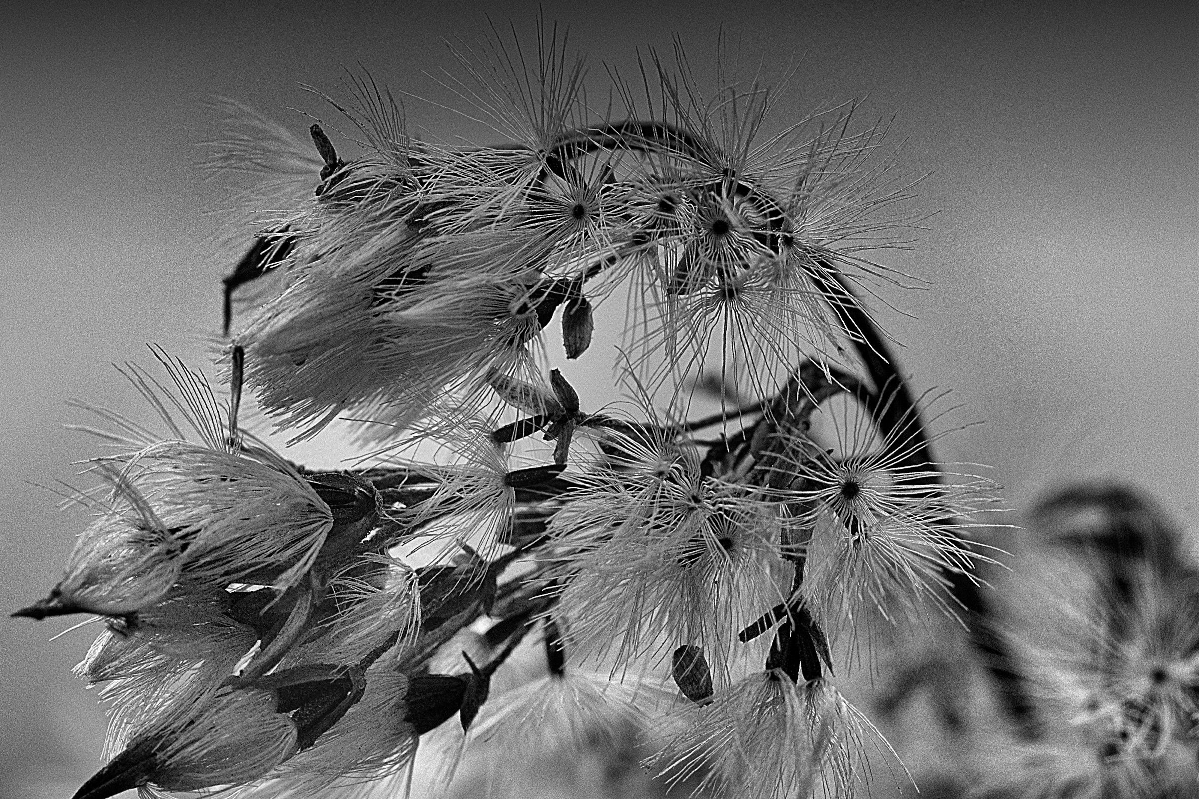 Embroidery in black and white