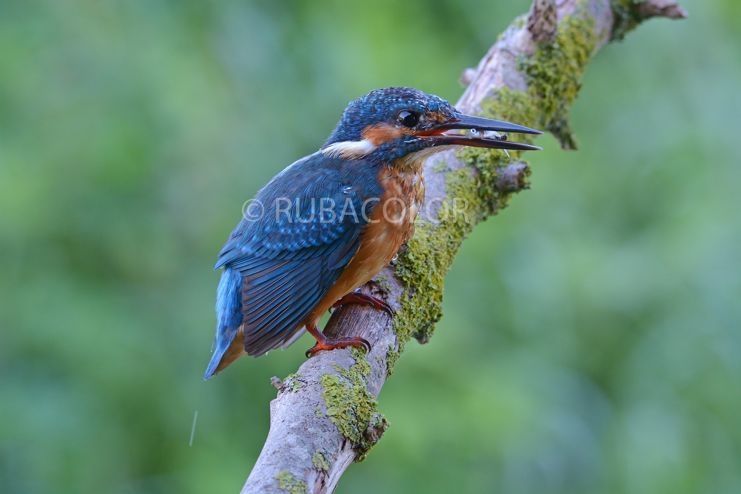 Un martino in muta fotografato a settembre