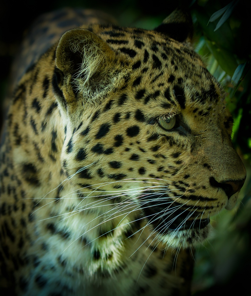 Leopardo