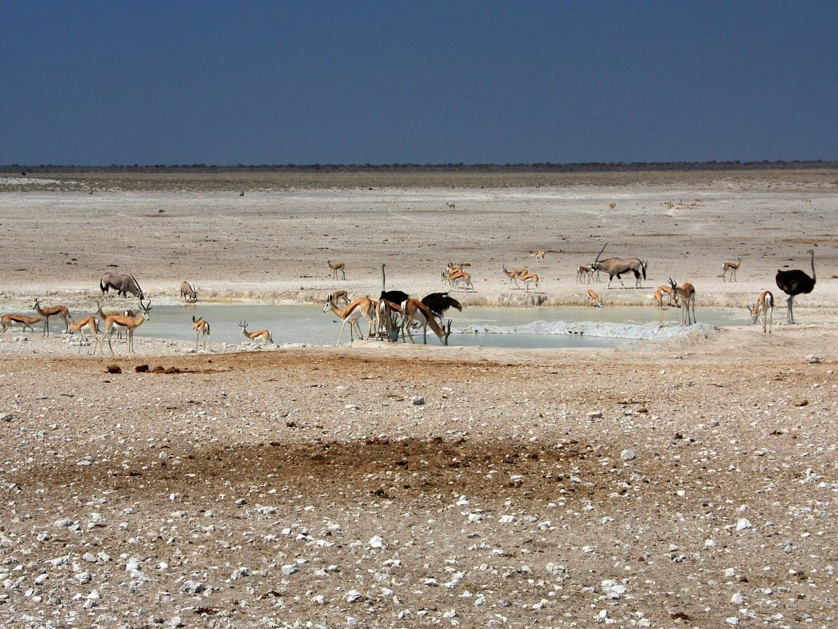 La vita intorno alla pozza