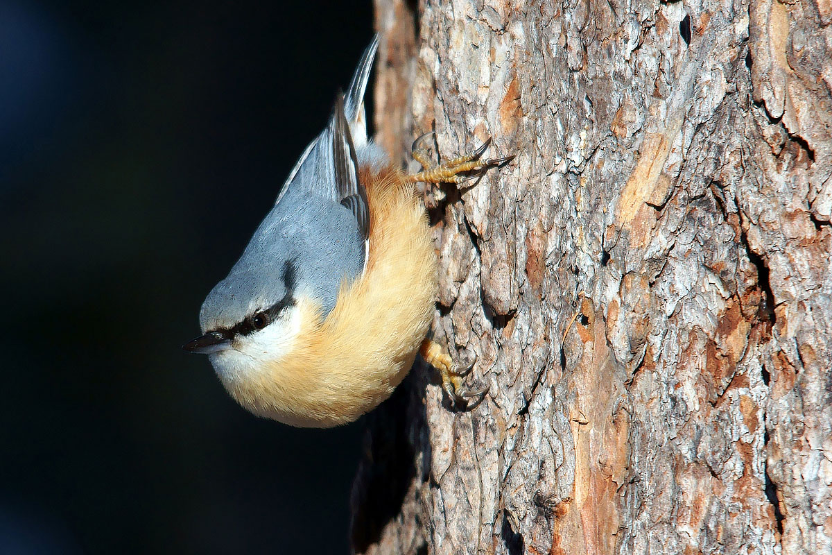 Nuthatch