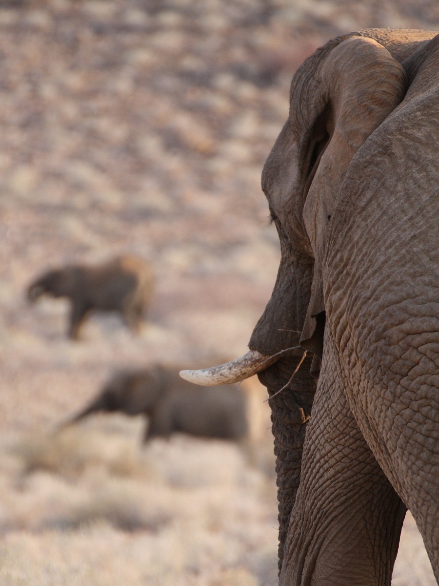 La sentinella - Damaraland, Namibia