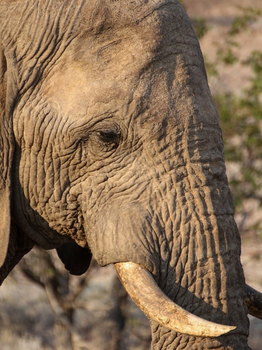 Occhio stanco - Damaraland, Namibia