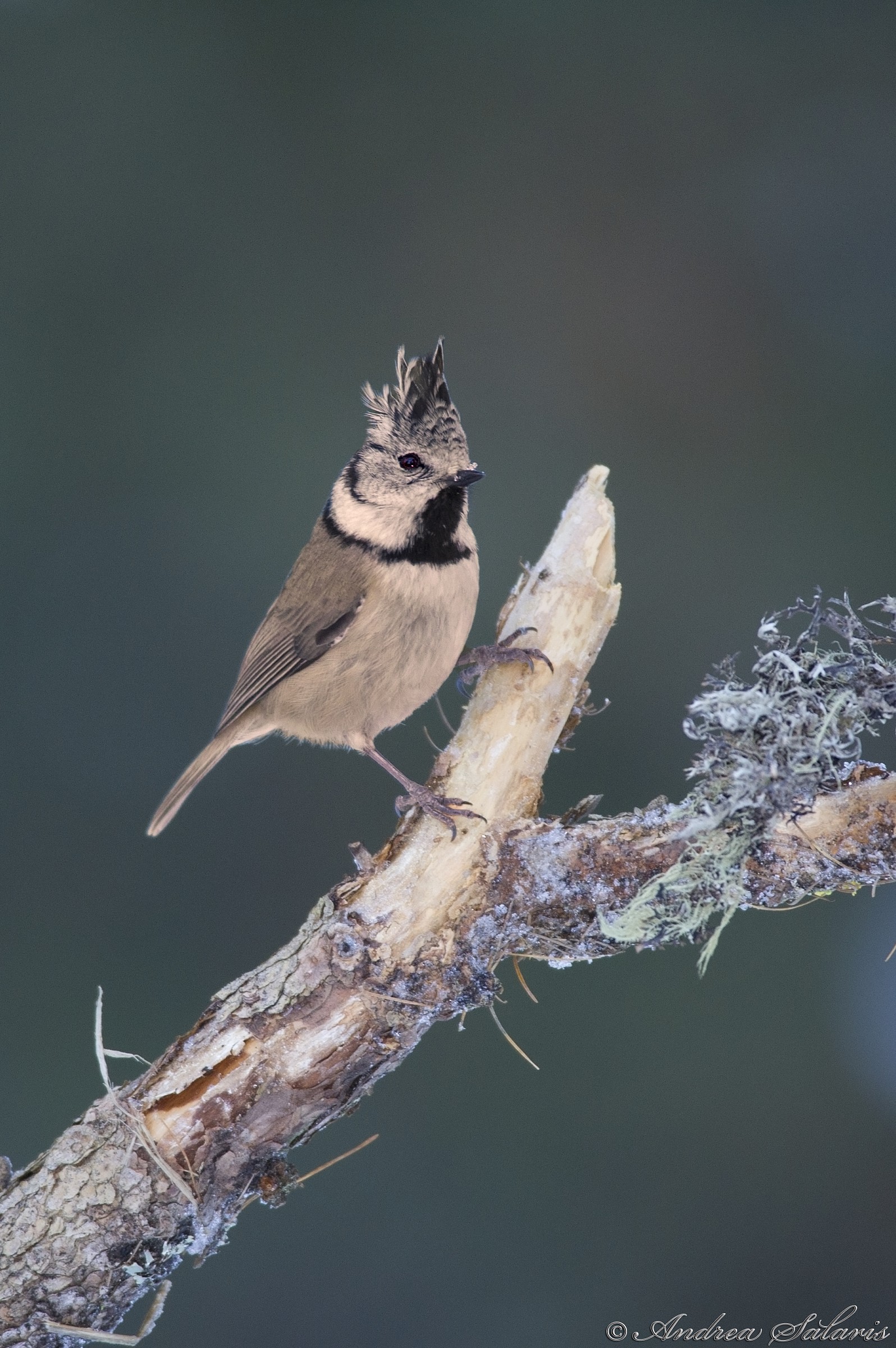Cincia Dal Ciuffo (Lophophanes Cristatus)