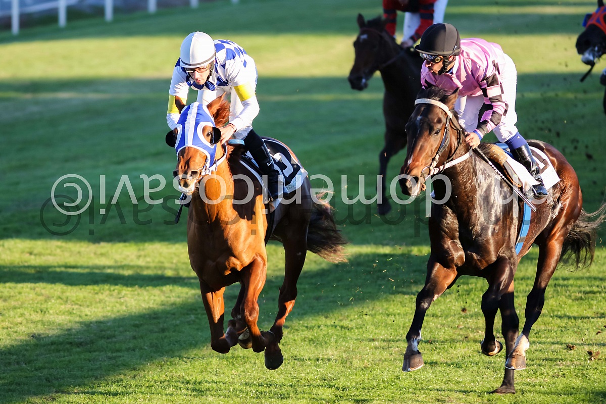 Ippodromo delle Capanelle Roma novembre 2013