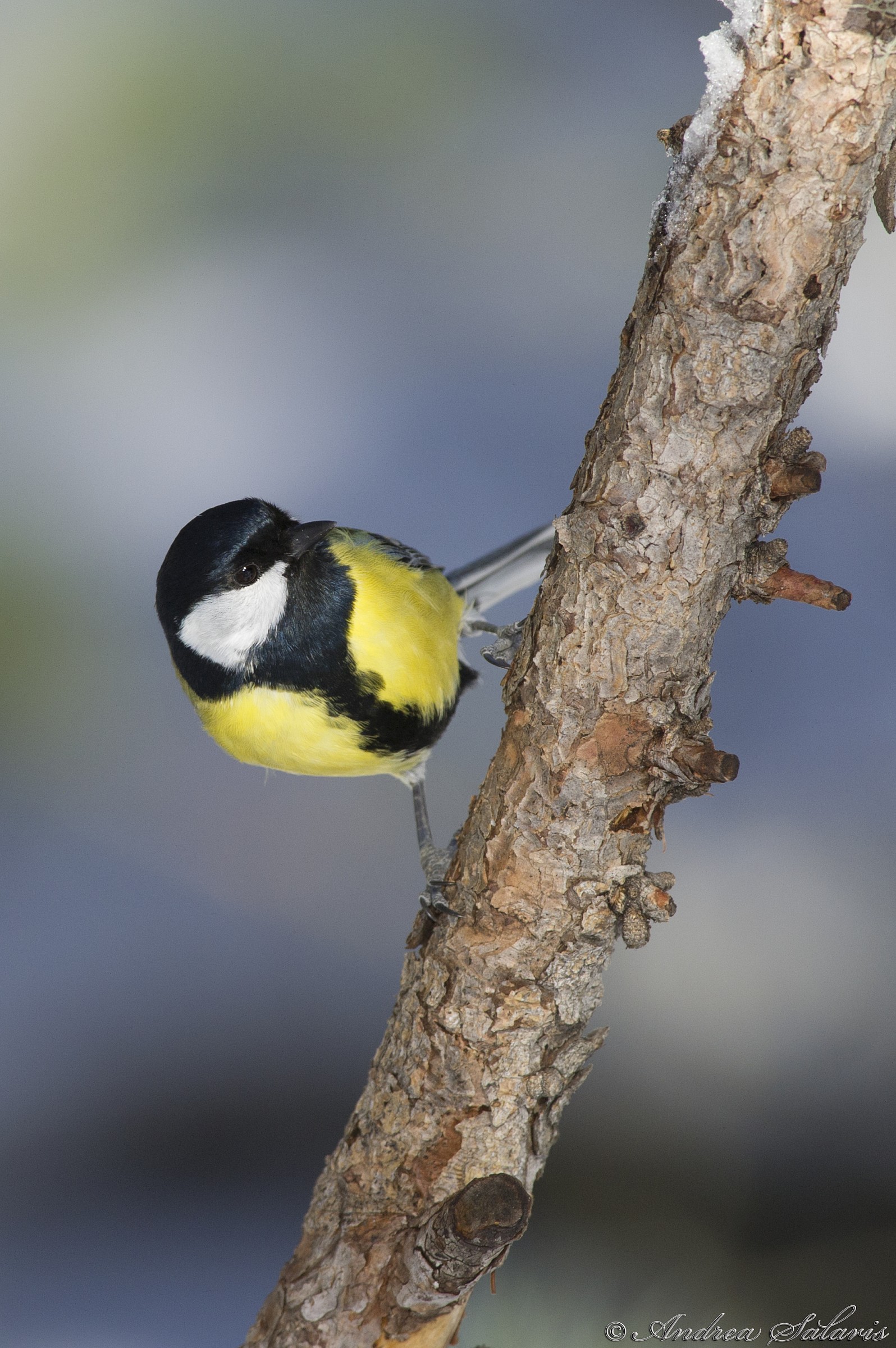 Cinciallegra (Parus Major)