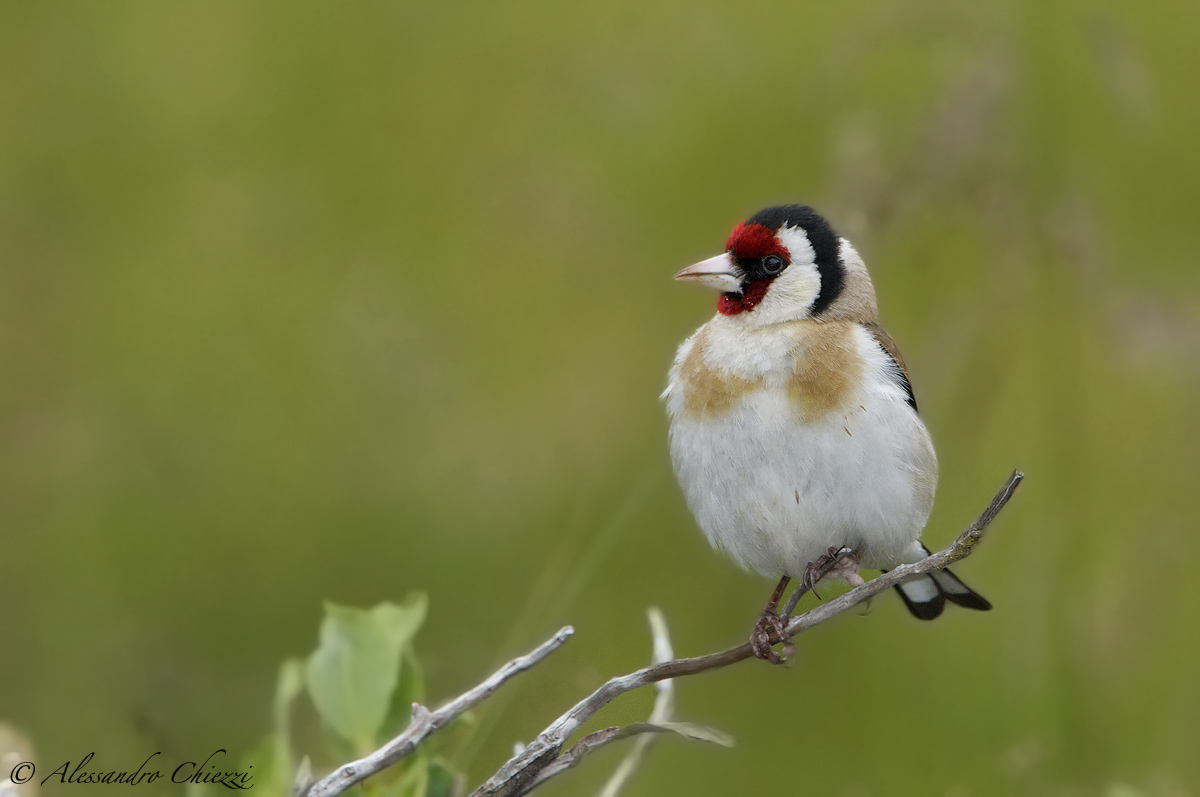 Goldfinch