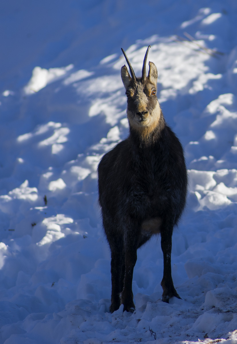 Chamois