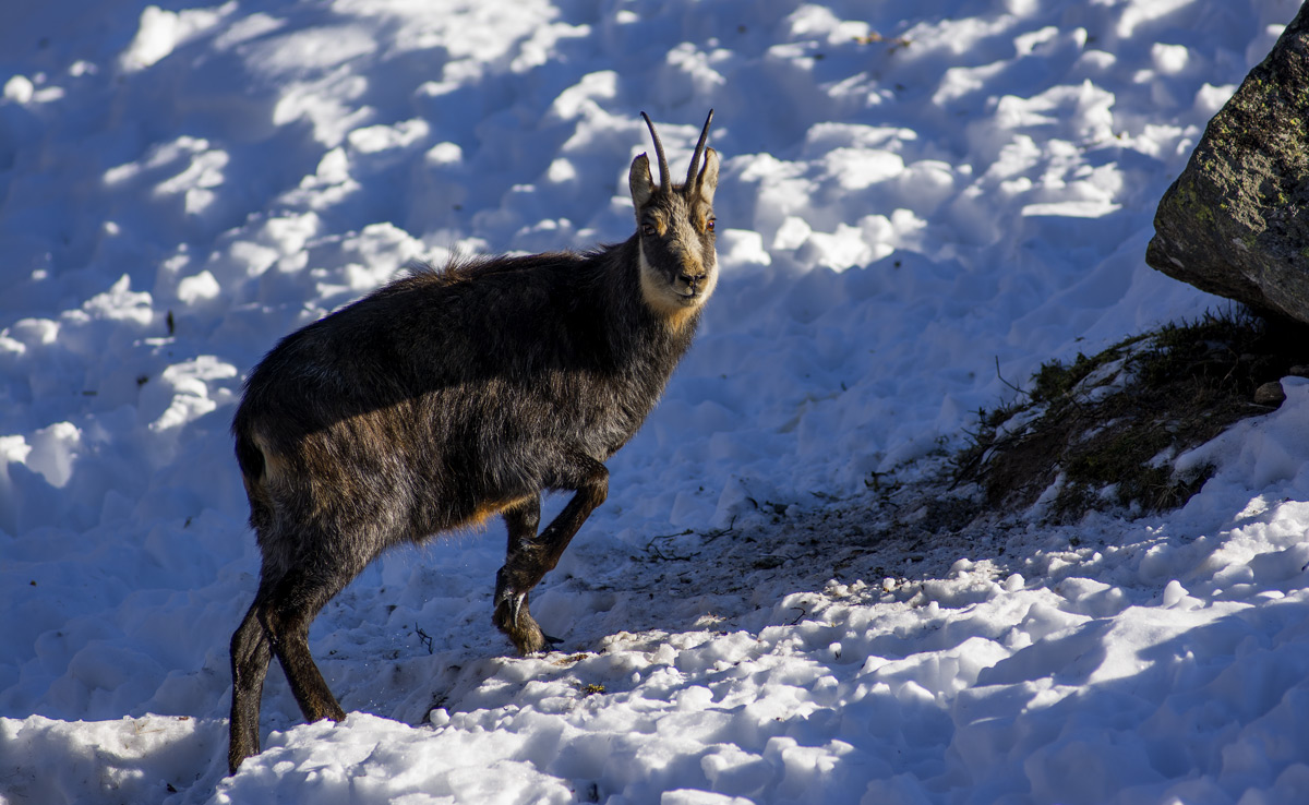 Chamois