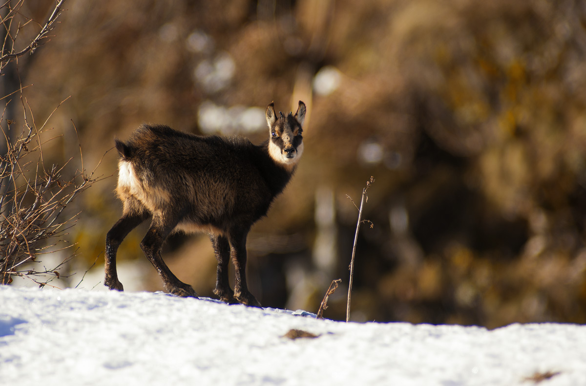 Chamois