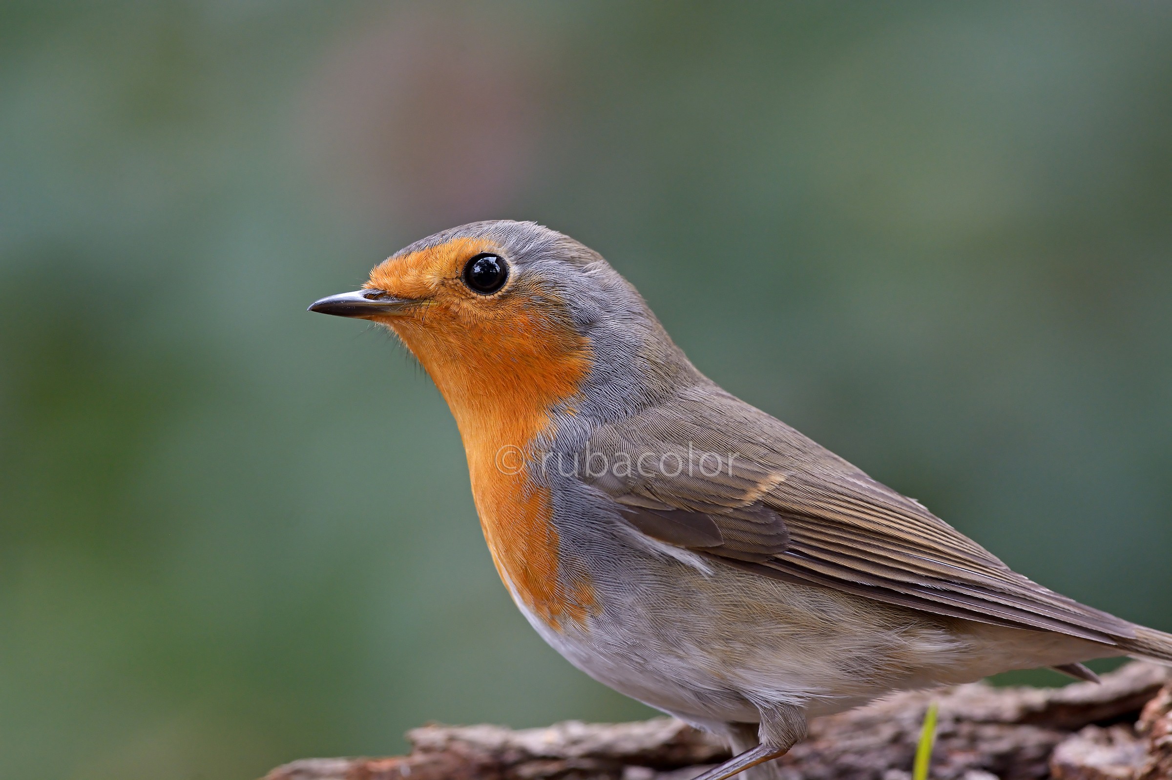 A robin in the middle