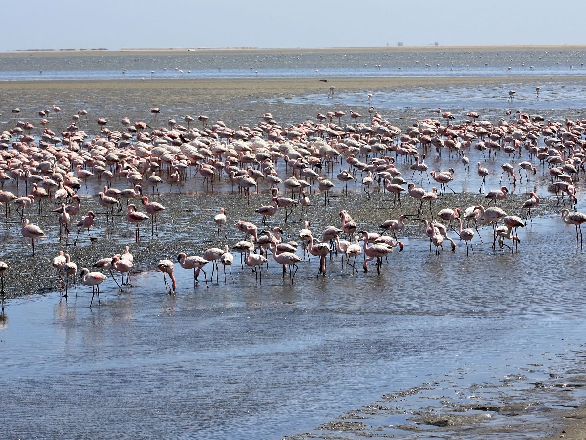 Fenicotteri - Pelican Bay