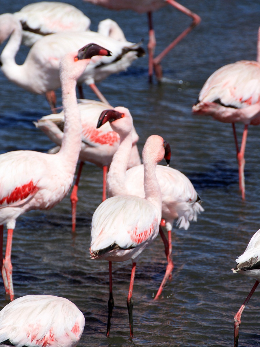 Fenicotteri - Pelican Bay