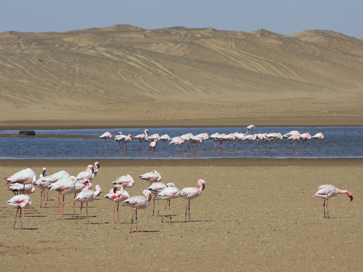 Fenicotteri - Pelican Bay