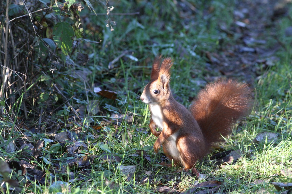 A friend of the woods