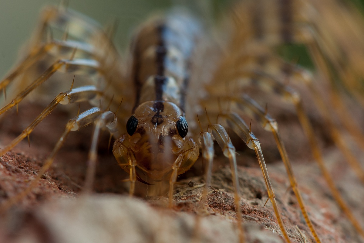 House centipede coleoptrata