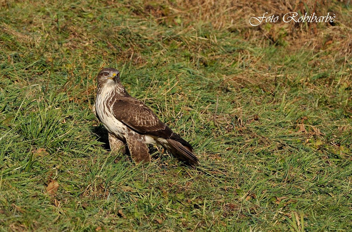 Pundrà ......Una poiana / Reale ....