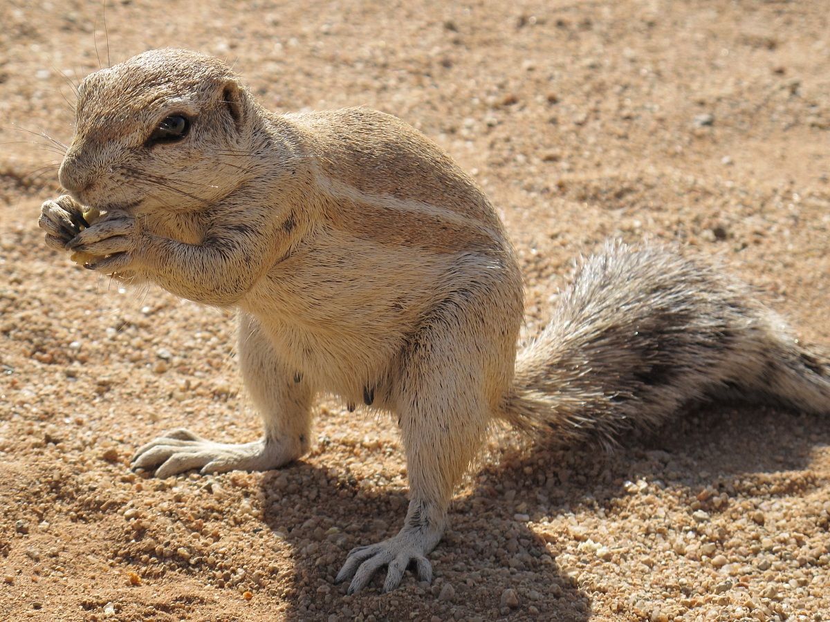 Namib-Naukluft National Park - scoiattolo di terra