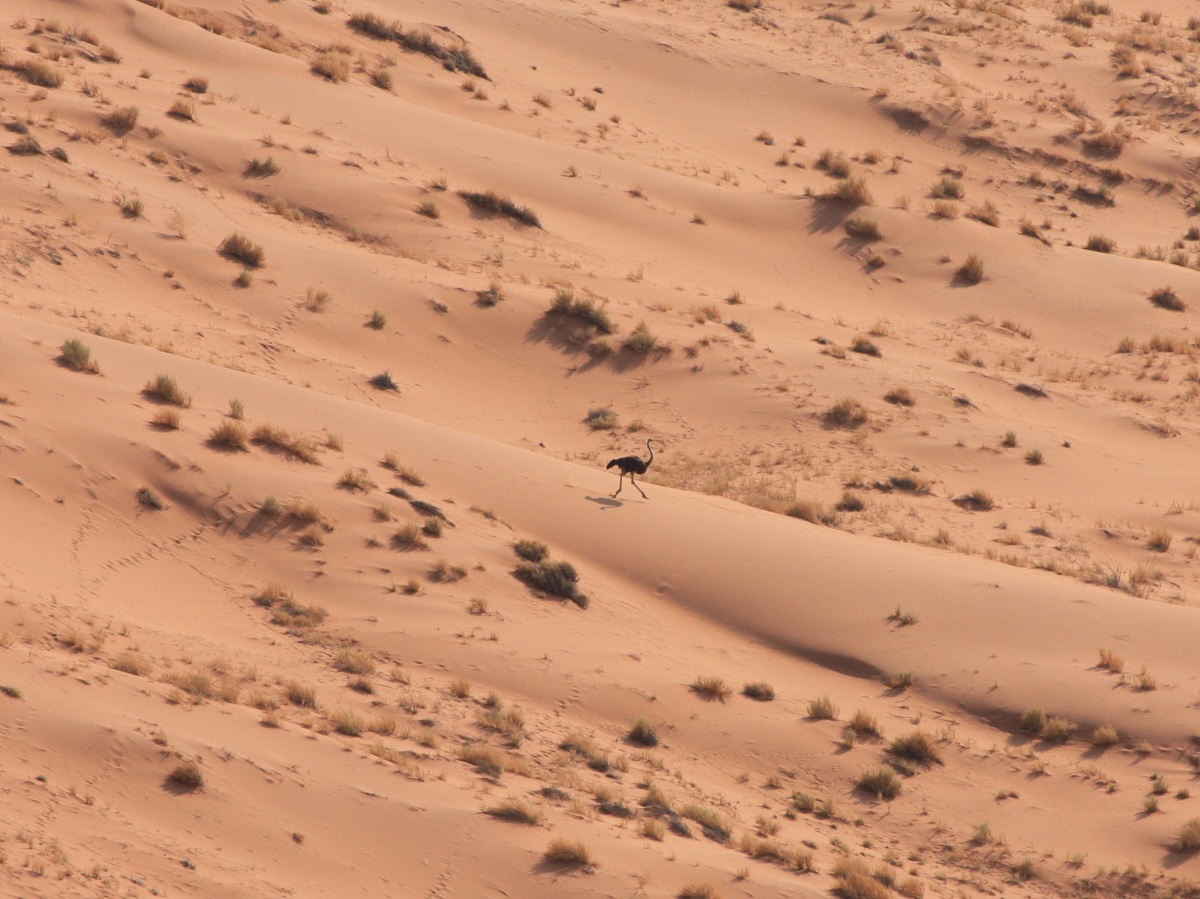 Namib-Naukluft National Park - bip bip !!!!!
