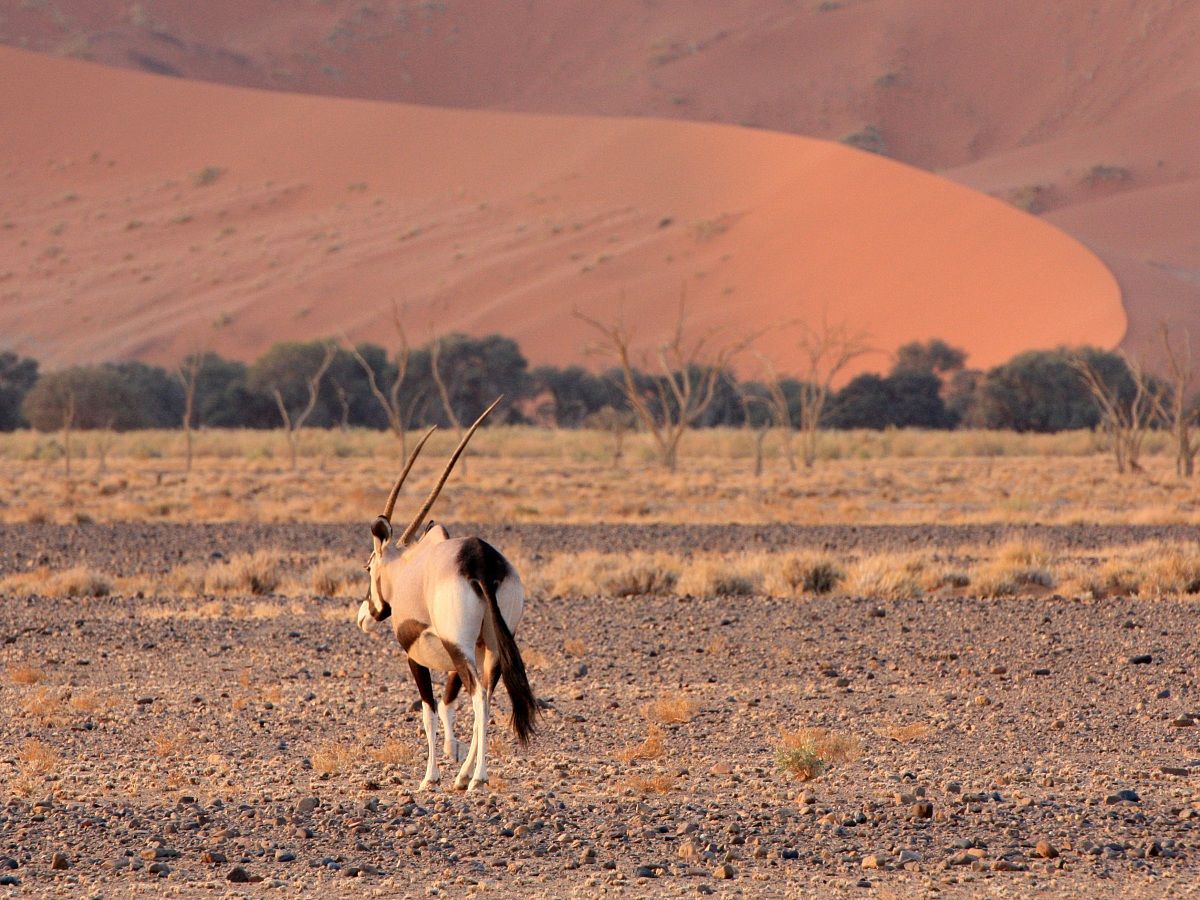 Namib-Naukluft National Park - Orice al tramonto