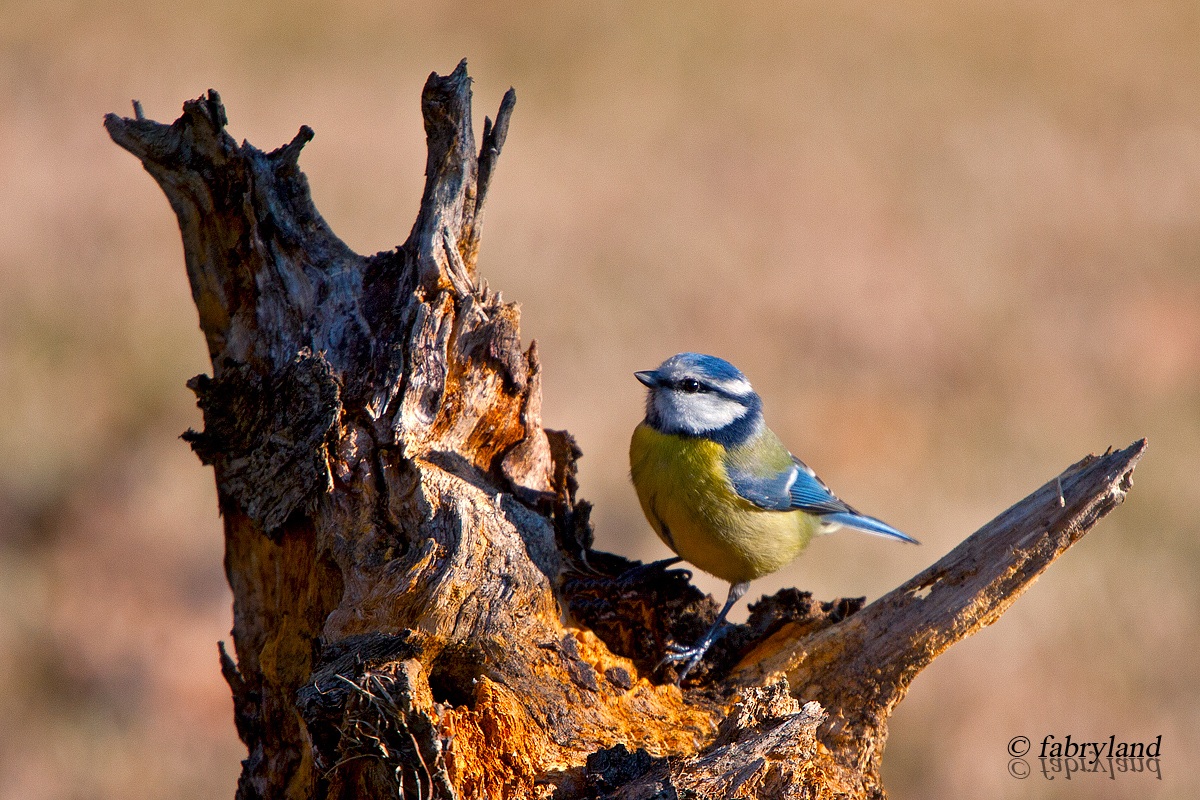 Blue Tit