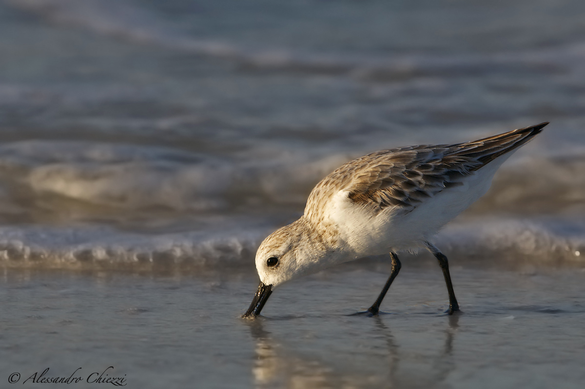 Sandpiper