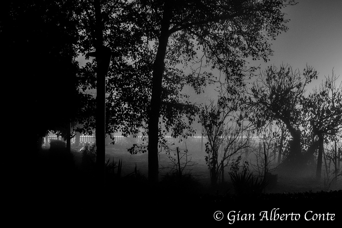 Nebbia Notturna