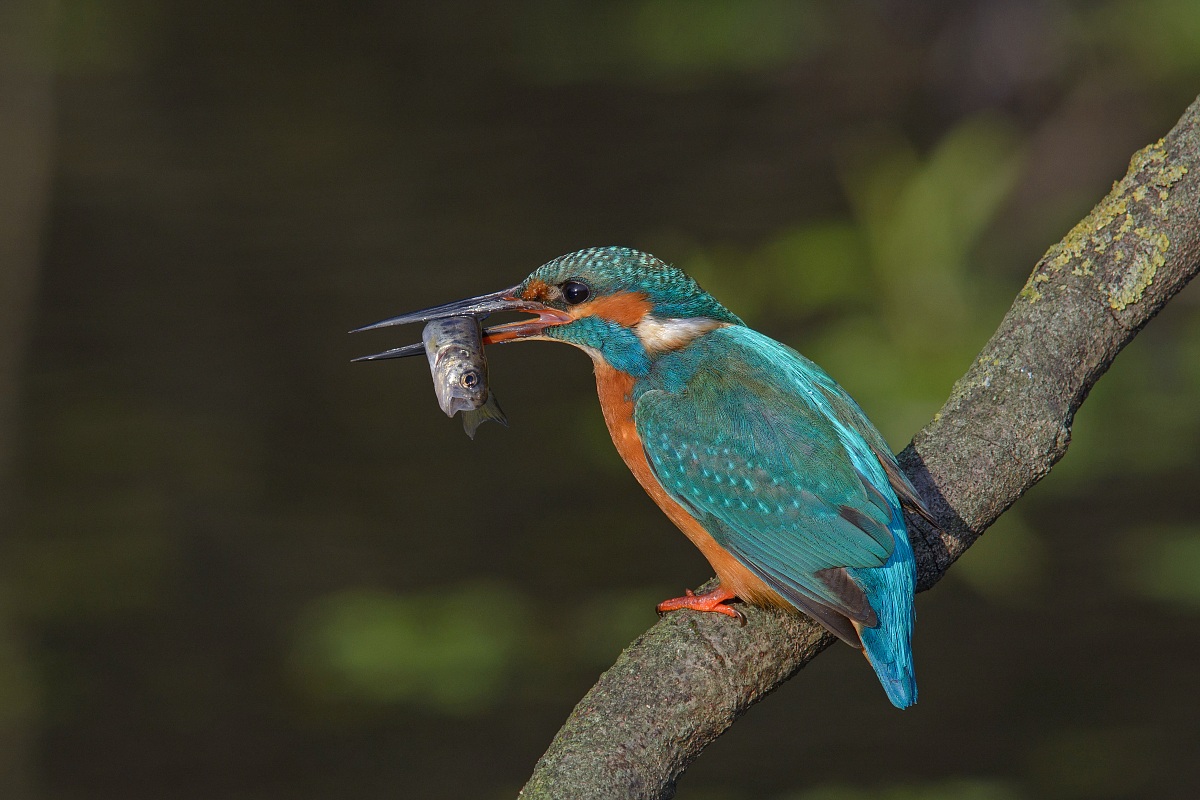 The predator and the prey ....