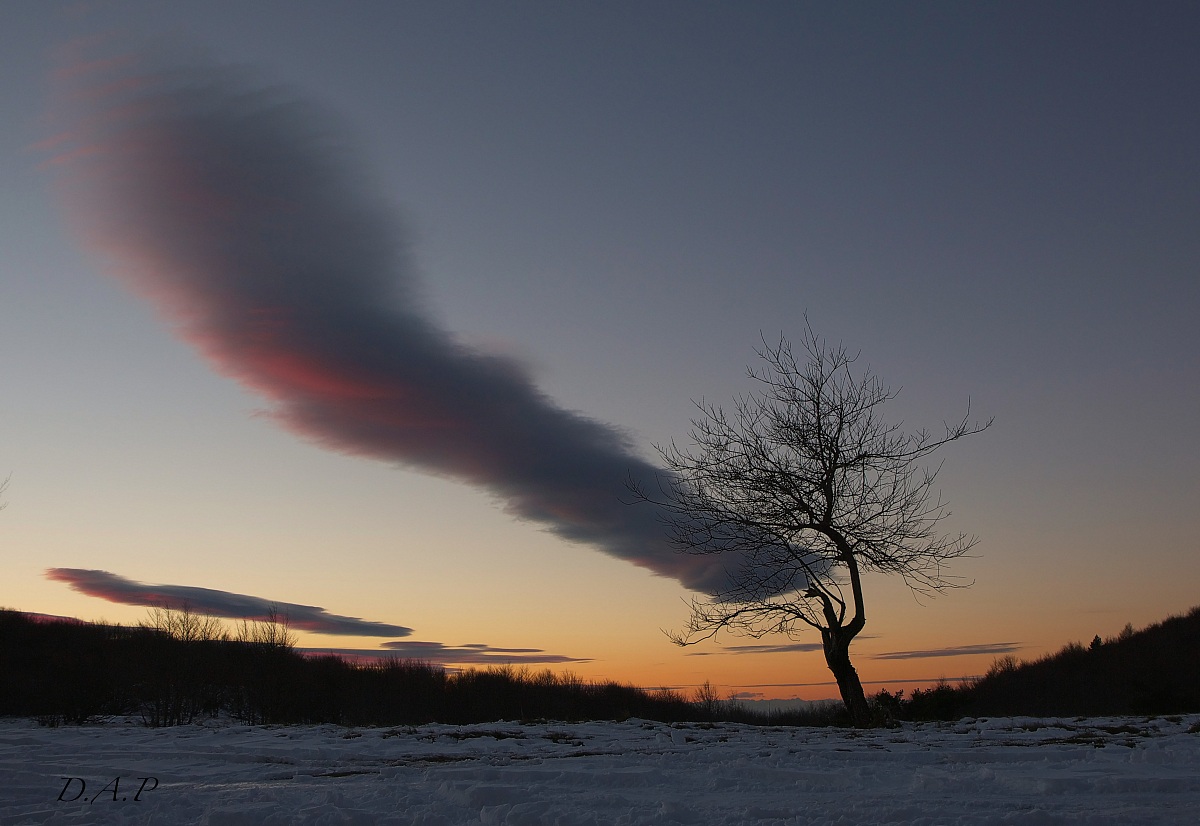 Riecco qui.....l"alberello