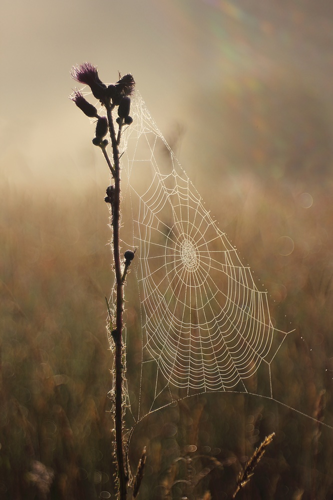 Prime ore del mattino su un prato