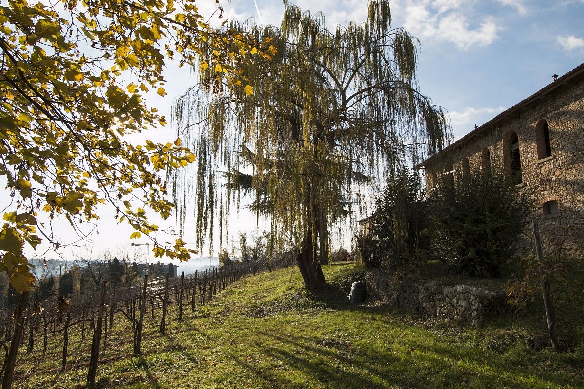 Carpesica di Vittorio Veneto