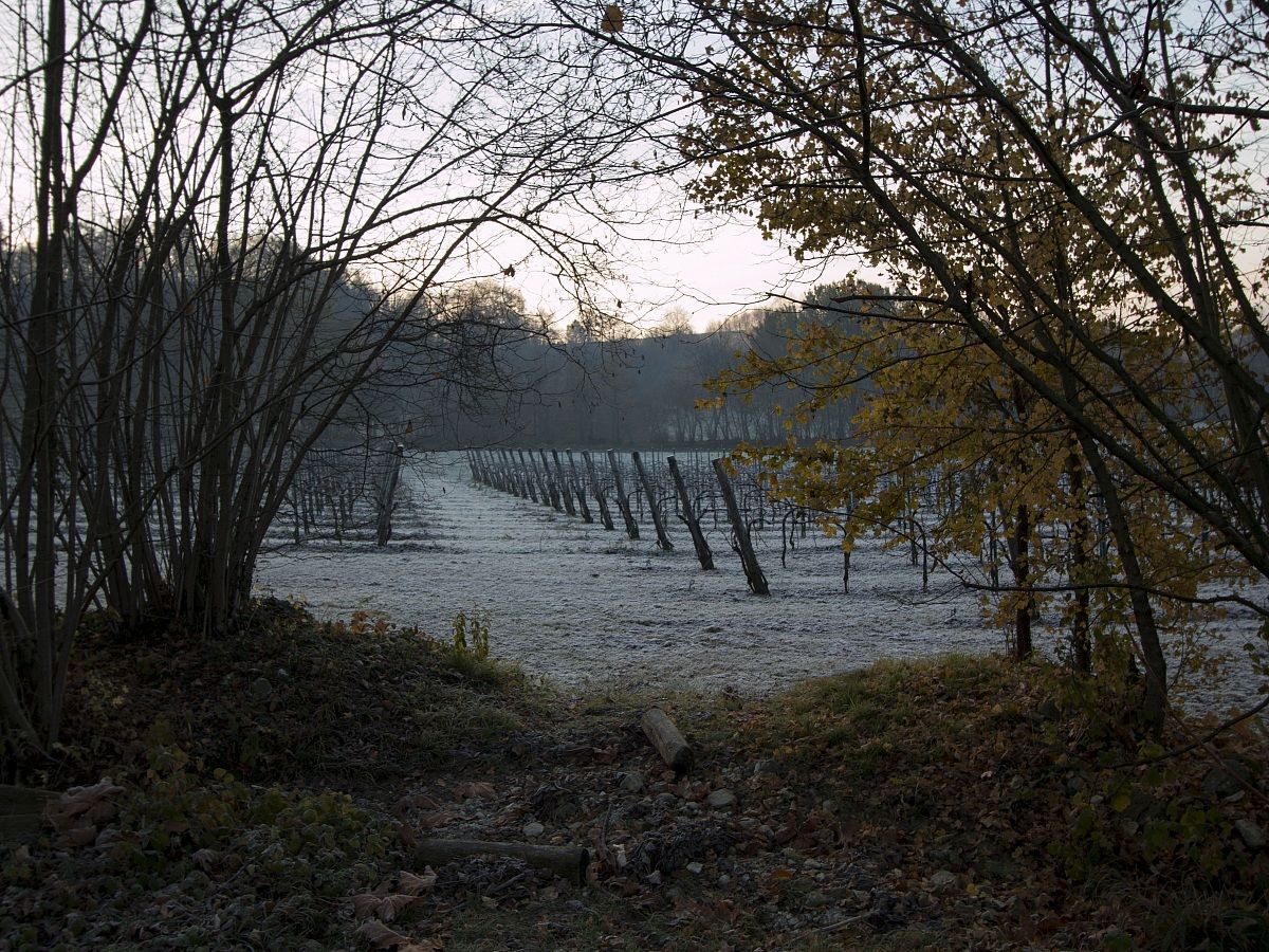 Carpesica di Vittorio Veneto