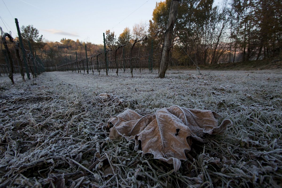 Carpesica di Vittorio Veneto