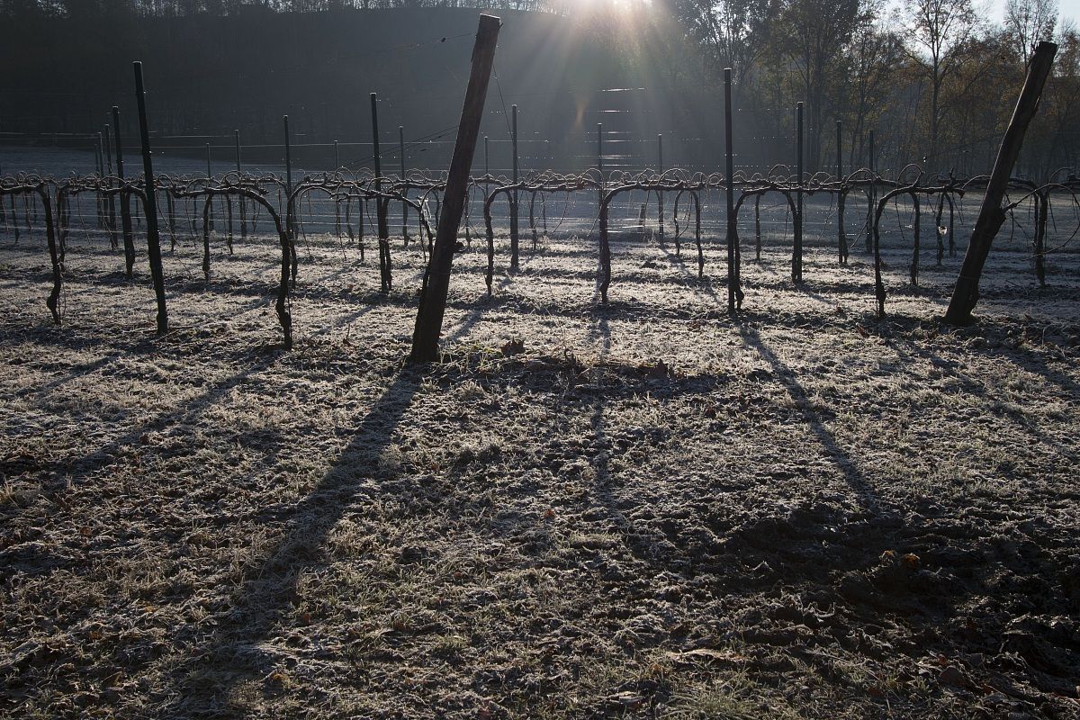 Carpesica di Vittorio Veneto
