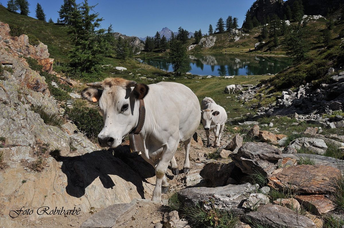 Razza Piemontese ...